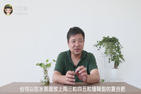 也可以在水里面放上两三粒四五粒缓释型的复合肥 也可以在水里面放上两三粒四五粒缓释型的复合肥