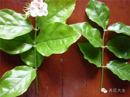 茉莉花扦插 茉莉花扦插