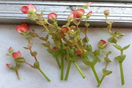 丽格海棠 丽格海棠