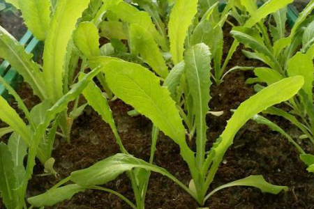 油麦菜 油麦菜