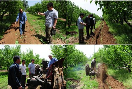 梨树种植:种植梨树怎么样施肥好?