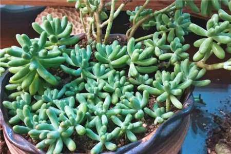 小青菜 小青菜