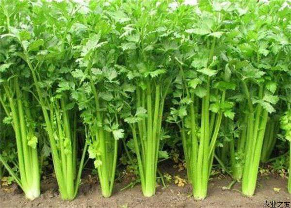 芹菜烧心病的症状及防治方法