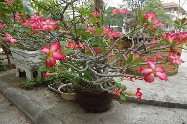 沙漠玫瑰什么时候开花 沙漠玫瑰什么时候开花