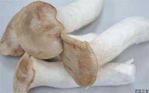 如何做好杏鲍菇的采后管理