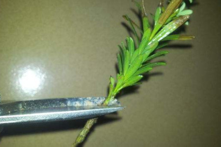 罗汉松 罗汉松