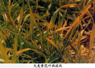 大麦黄花叶病的发生与防治