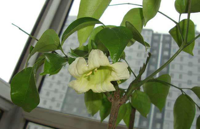 幸福树开花吗？