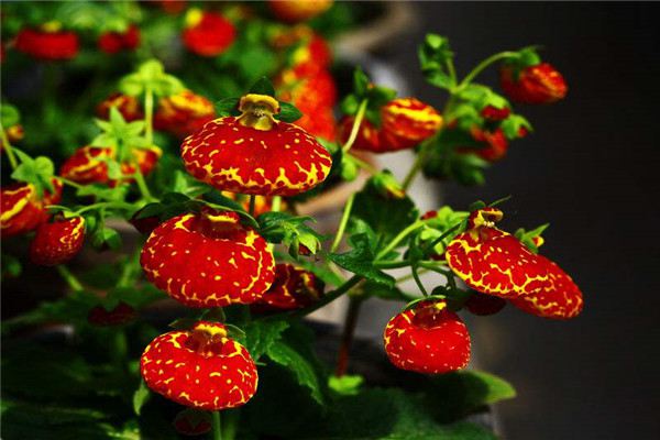 蒲包花种子怎么种 蒲包花种子怎么种