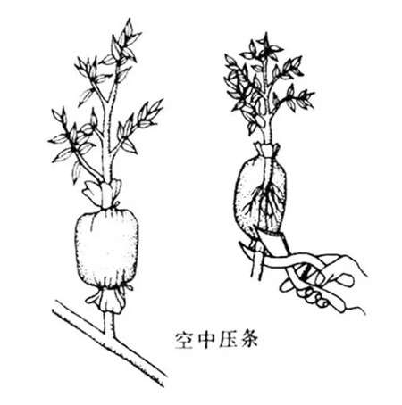 压条的原理 压条的原理