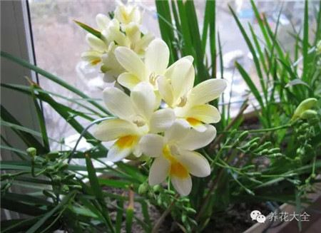 小苍兰 小苍兰