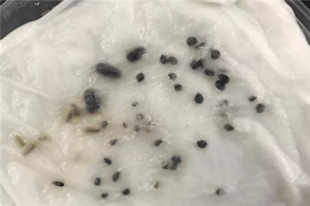 种子丢到纸巾里 种子丢到纸巾里