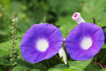 牵牛花 牵牛花