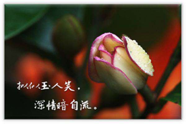 含笑花怎么换盆 含笑花怎么换盆