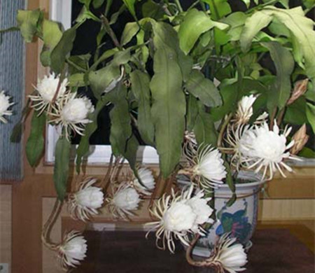 昙花换盆时间 昙花换盆时间