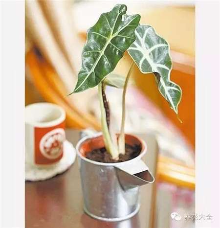 选择水溶性肥料 选择水溶性肥料