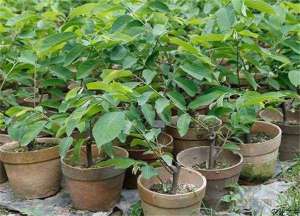 番荔枝绿色种植技术