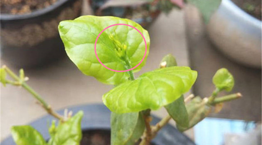 茉莉 茉莉