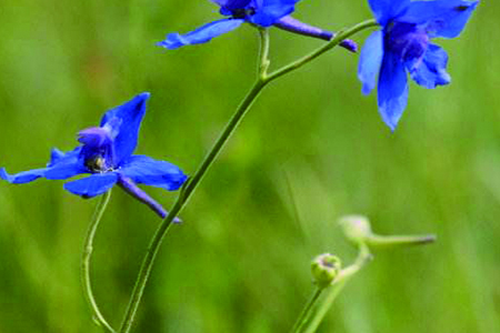 蓝雀花 蓝雀花