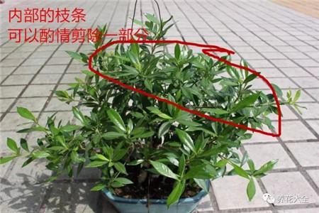 栀子花的 栀子花的