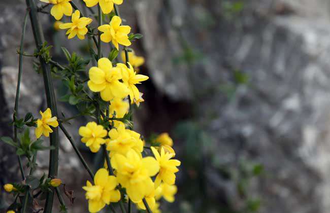 迎春花病虫害防治技术