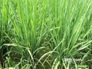 水稻病虫害防治什么时候要重视