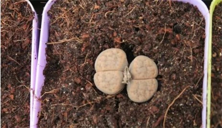 生石花 生石花