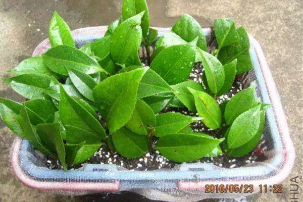 这8种花,就得夏天扦插,生根快疯长 这8种花,就得夏天扦插,生根快疯长