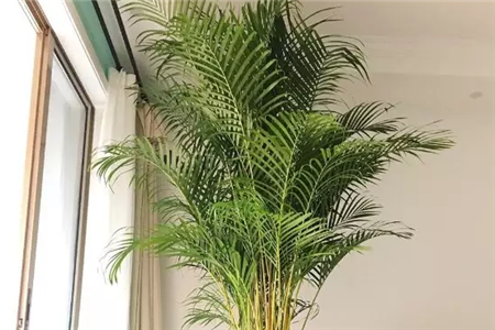 散尾葵 散尾葵