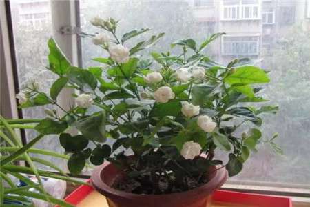 茉莉 茉莉