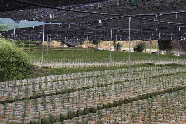 农村种植比较容器苗比较赚钱.jpg