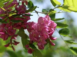 香花槐的修剪要领