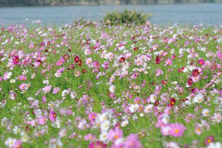 波斯菊花海 波斯菊花海