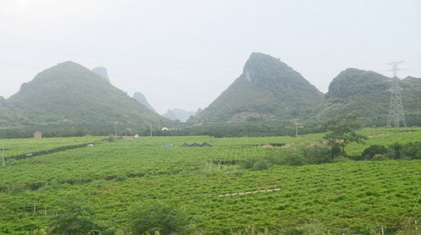 百香果 百香果