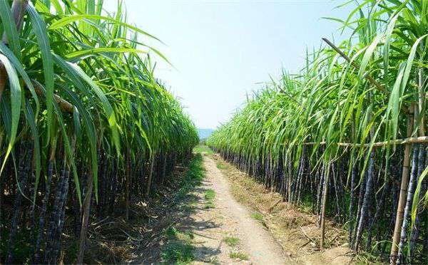甘蔗种植技术之营养需求和施肥