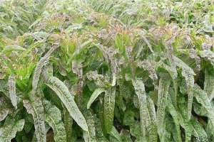 春莴苣种植技术