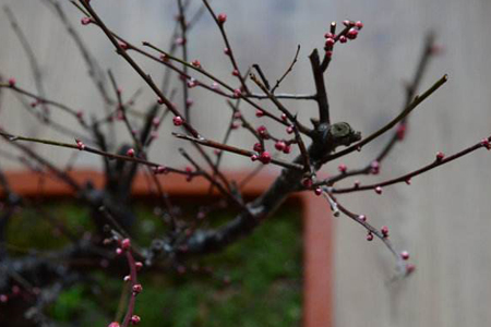 梅花 梅花