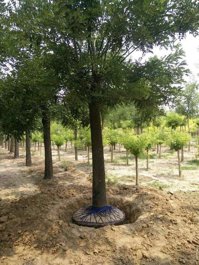 5年内国槐种植前景怎么样? 5年内国槐种植前景怎么样?
