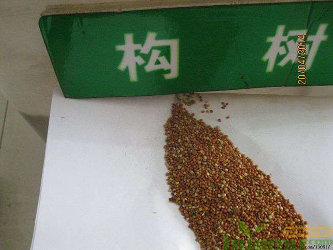 构树种子,构树种子的种植技术.jpg 构树种子,构树种子的种植技术.jpg