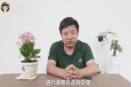 长寿花 长寿花