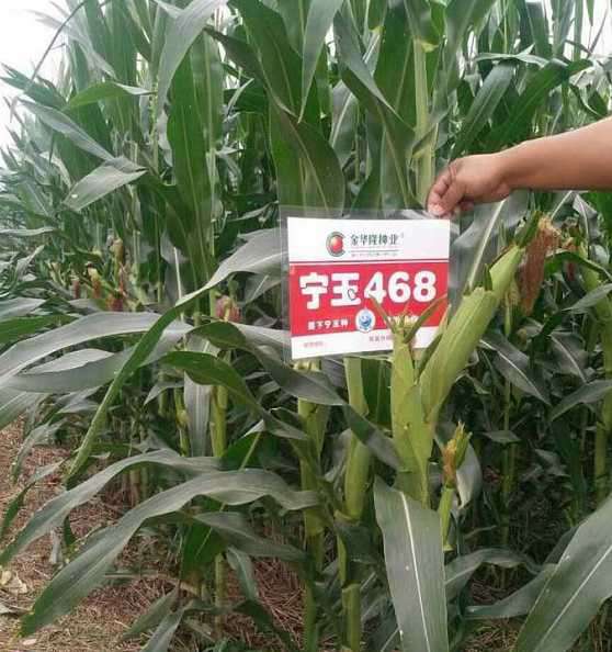 宁玉468玉米品种怎么样?