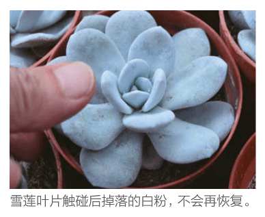 雪莲叶片掉粉 雪莲叶片掉粉