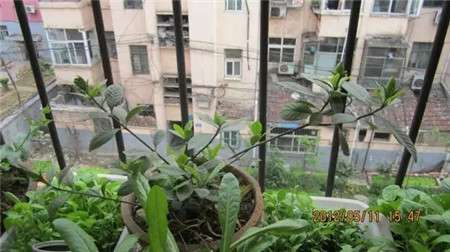 栀子花修剪前 栀子花修剪前