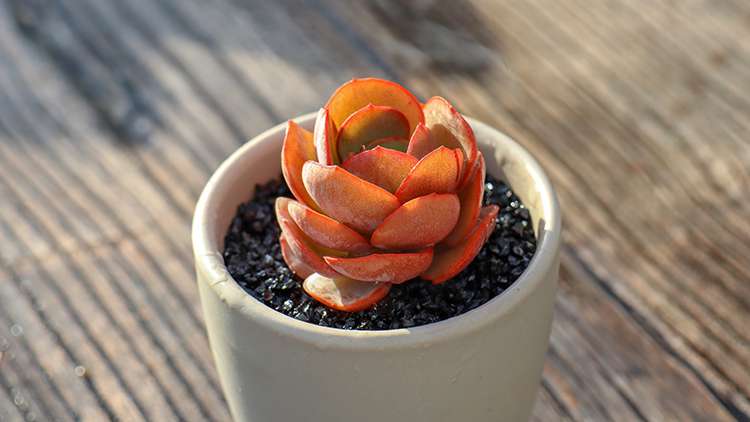 多肉秀妍 Echeveria Sunyan 多肉秀妍 Echeveria Sunyan