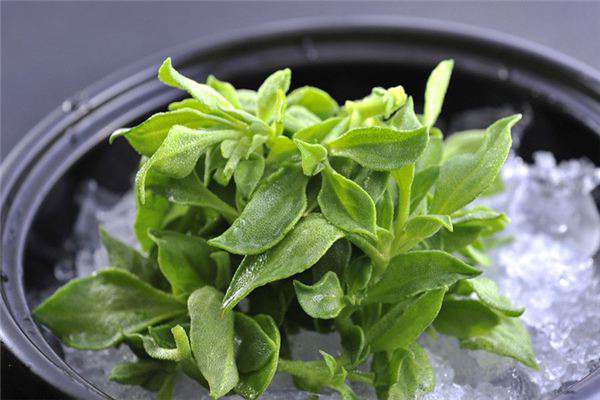 非洲冰草可以吃吗?怎么吃? 非洲冰草可以吃吗?怎么吃?