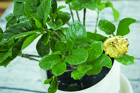 栀子花 栀子花