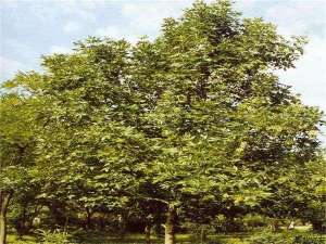 白蜡种植的养护管理