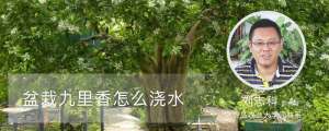 盆栽九里香怎么浇水