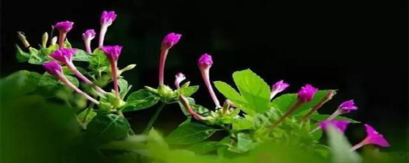 紫茉莉怎么多开花 紫茉莉怎么多开花