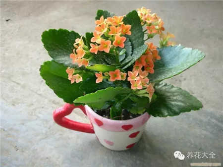 长寿花寓意 长寿花寓意